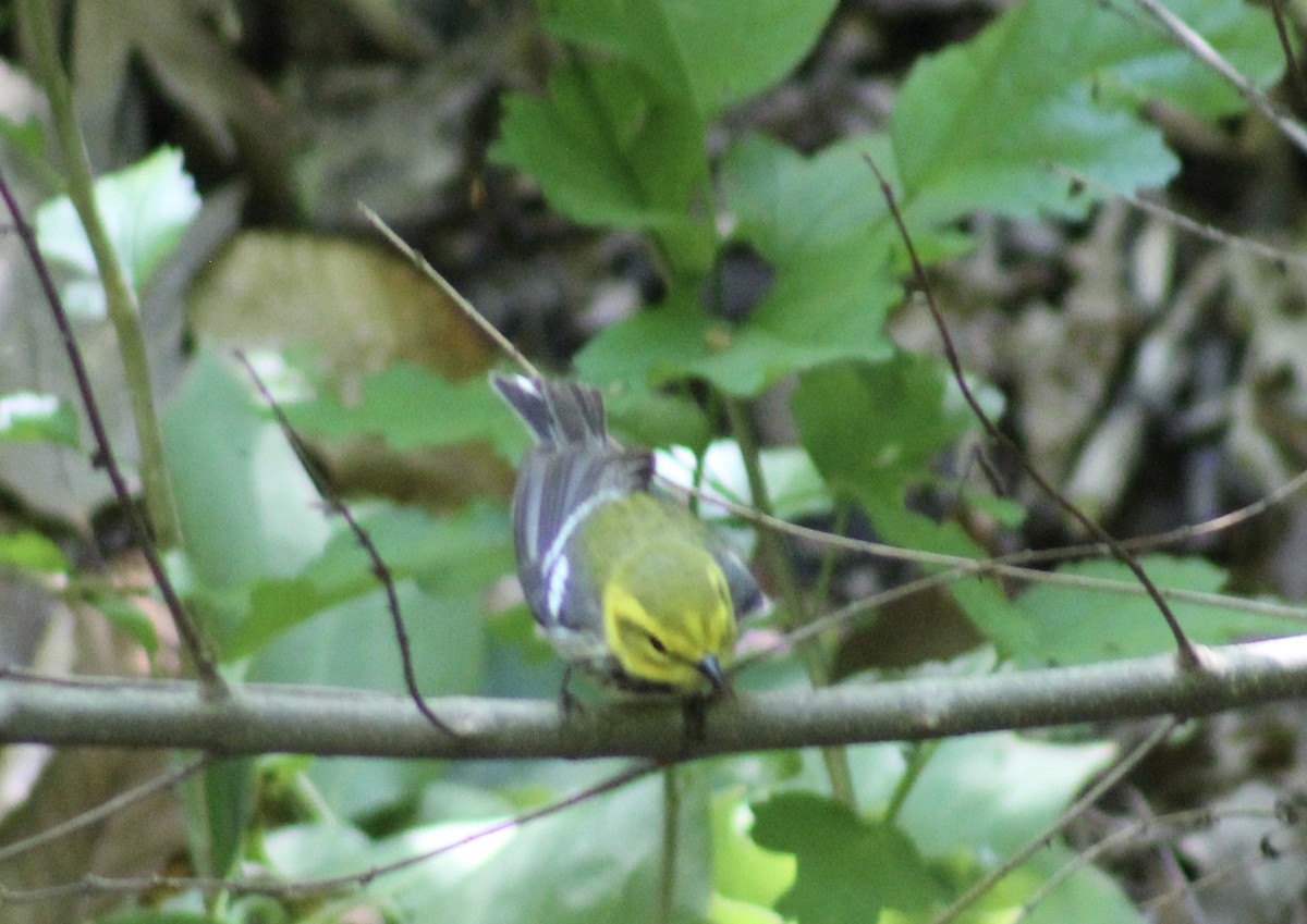 Black-throated Green Warbler - ML636100668
