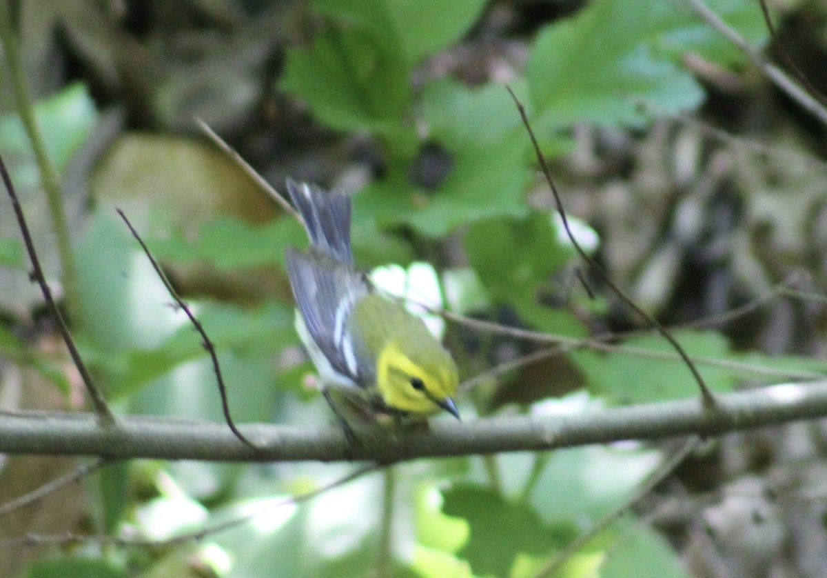 Black-throated Green Warbler - ML636100669