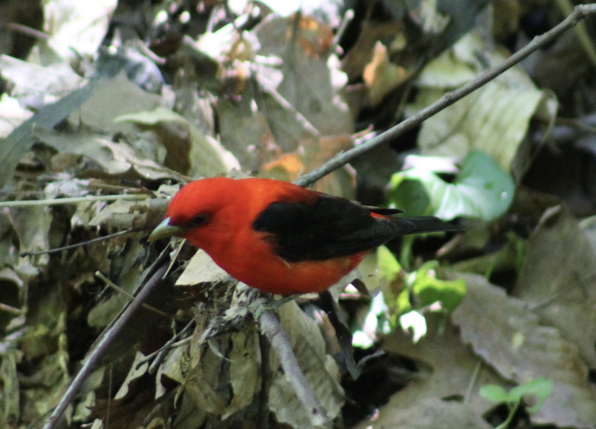 Scarlet Tanager - ML636100681