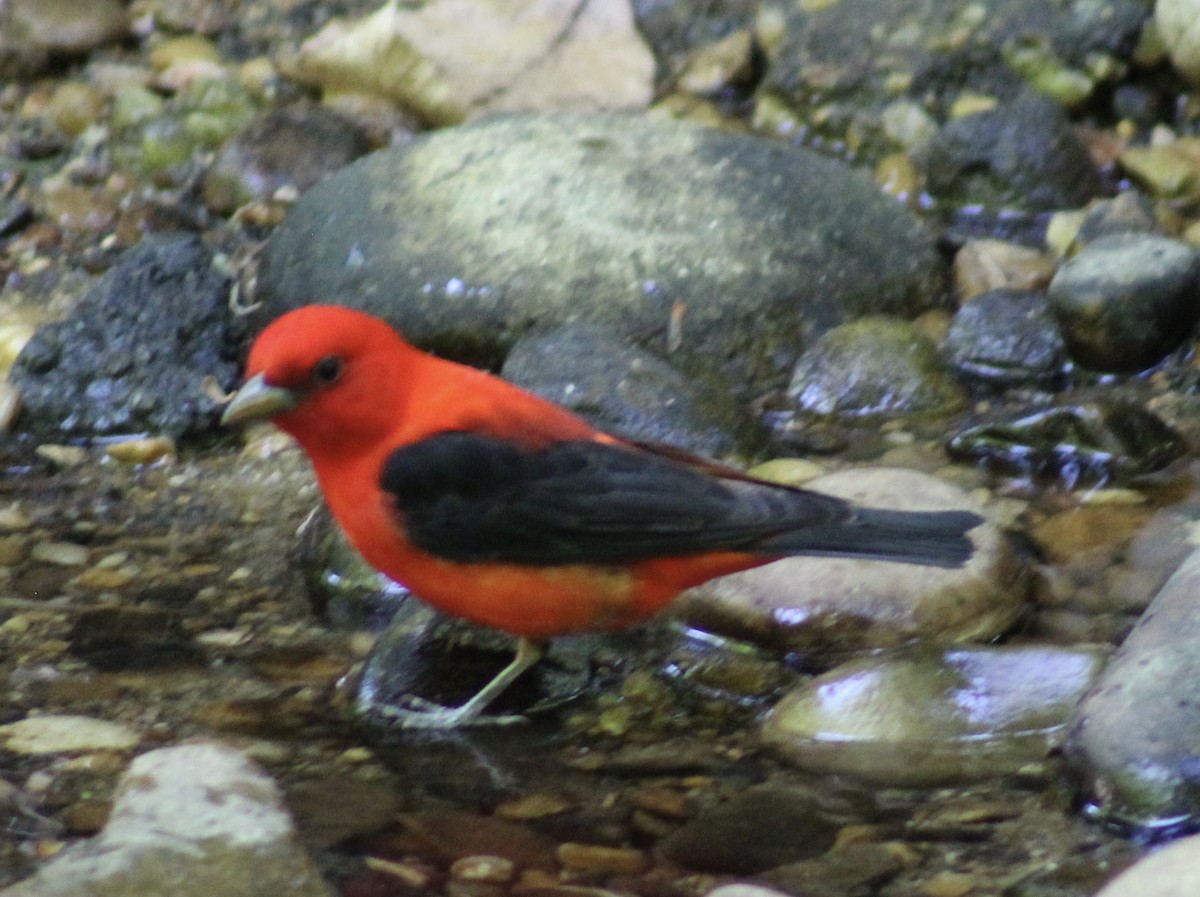 Scarlet Tanager - ML636100682