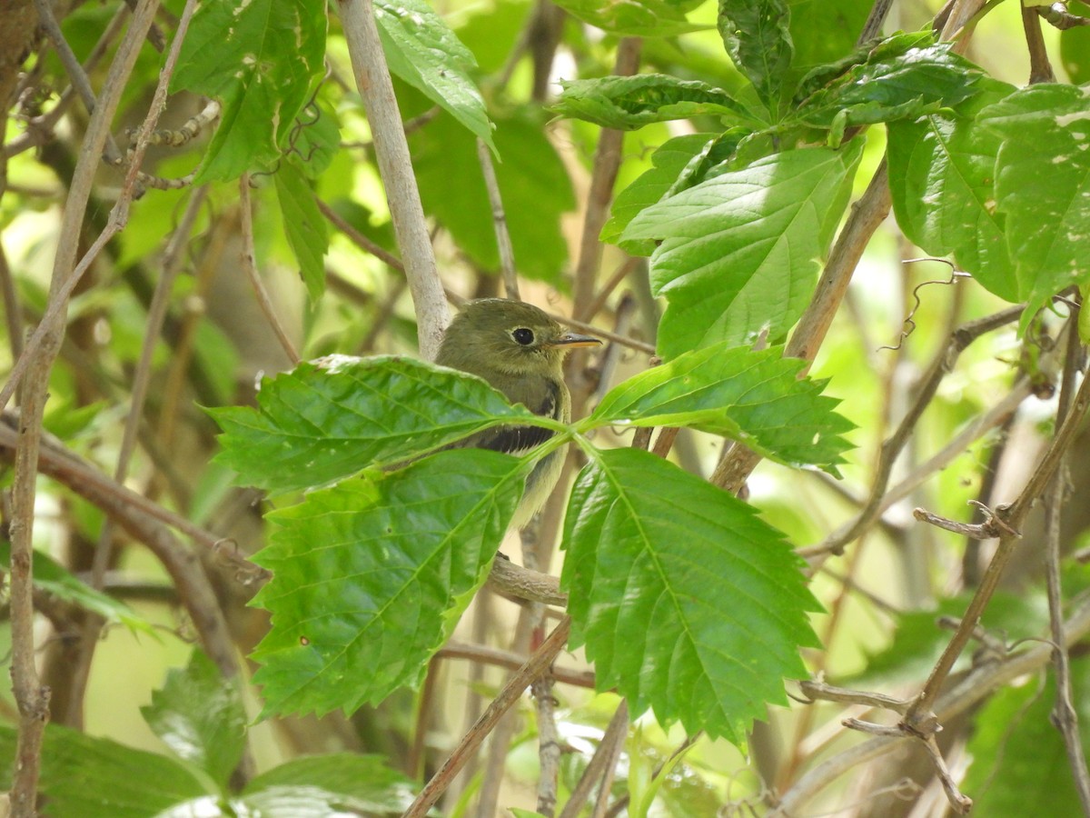 Yellow-bellied Flycatcher - ML636100723