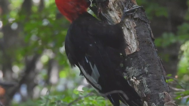 Magellanic Woodpecker - ML636100731