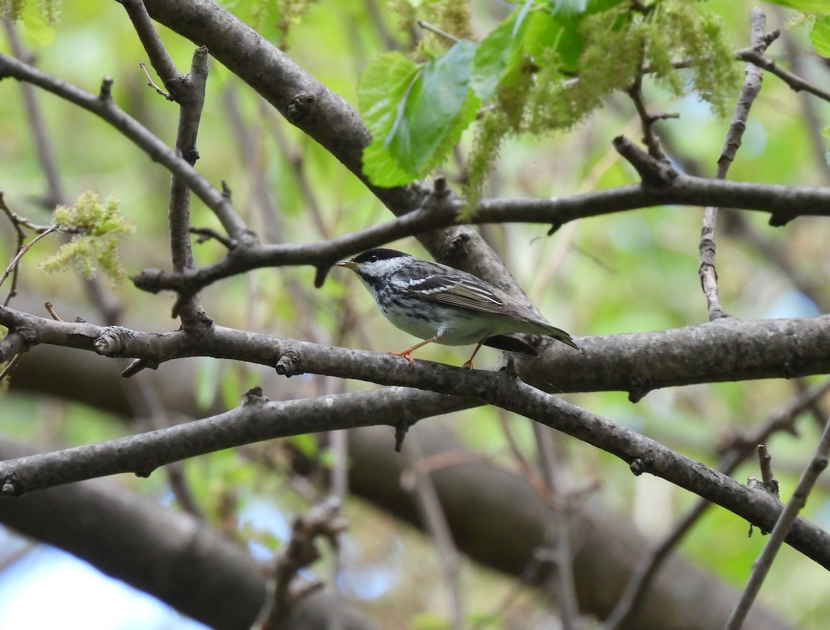 Blackpoll Warbler - ML636100732