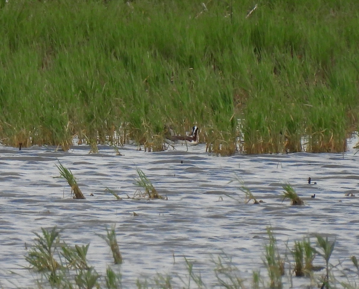 Wilson's Phalarope - ML636100769