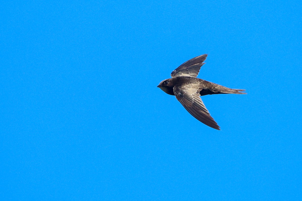 African Swift (African) - ML636100833