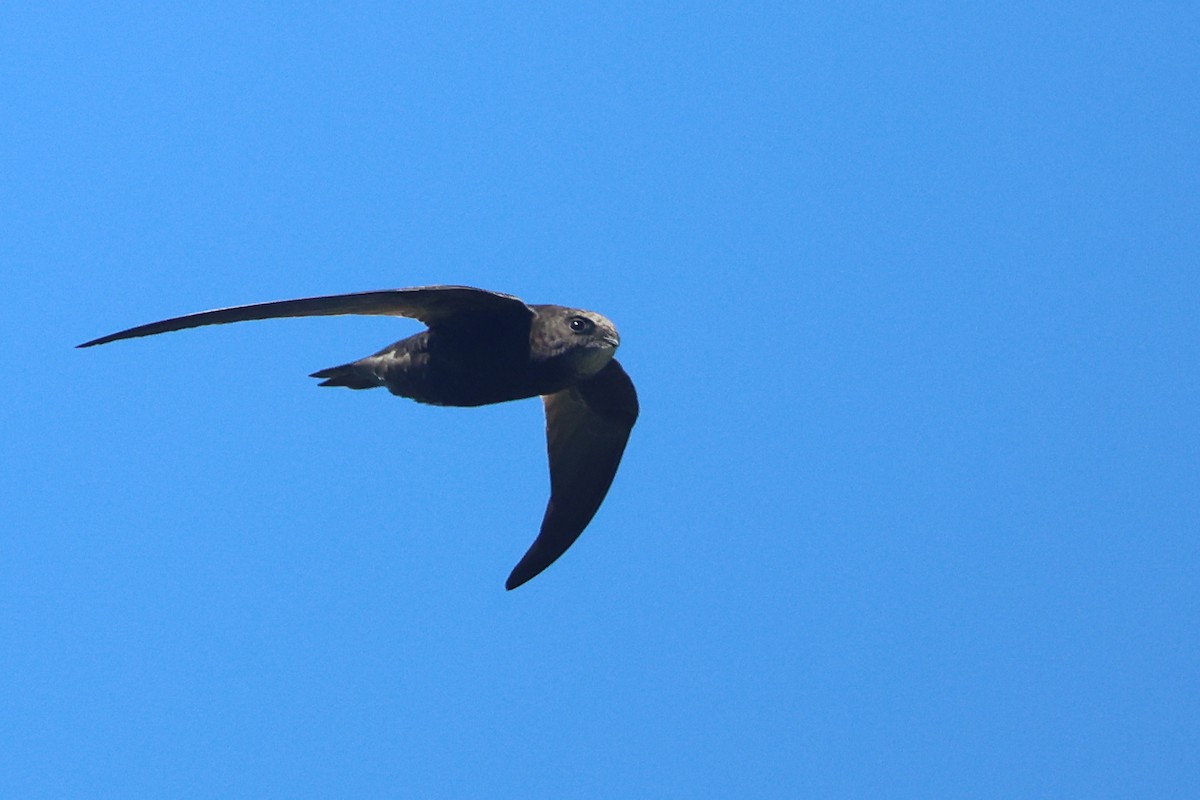 African Swift (African) - ML636100839