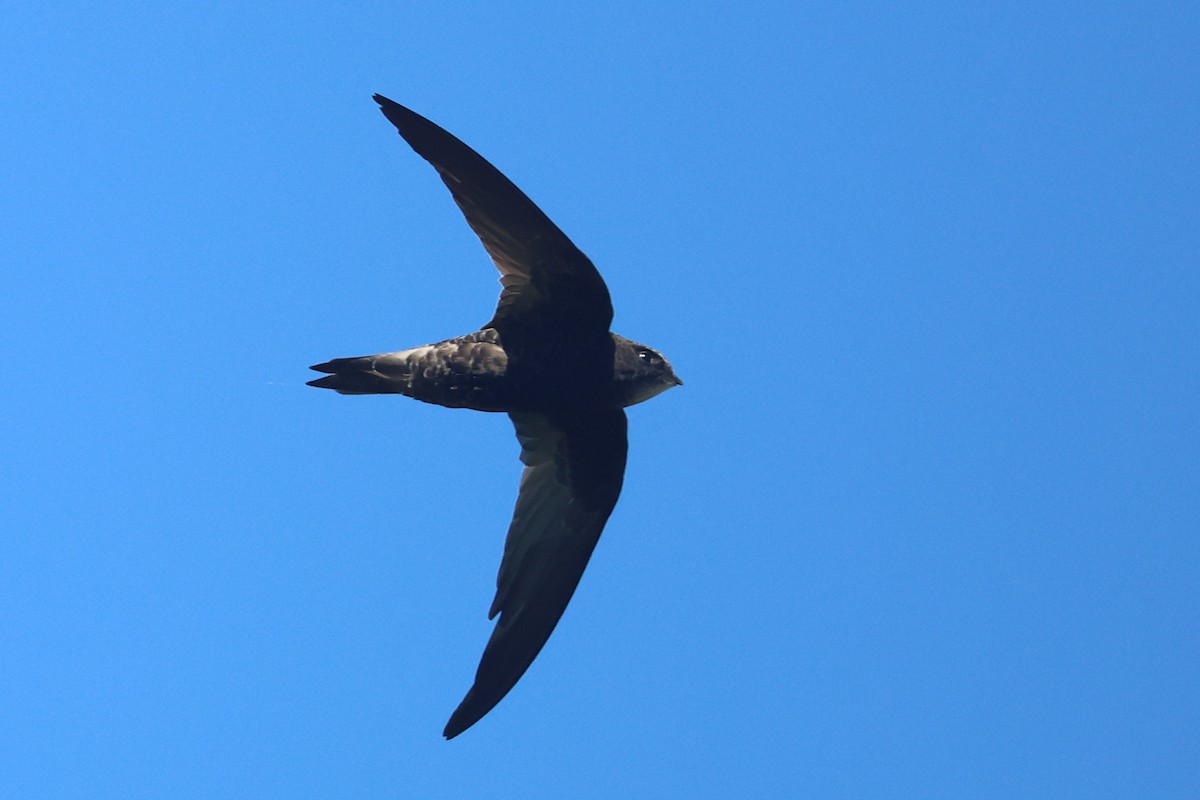 African Swift (African) - ML636100844