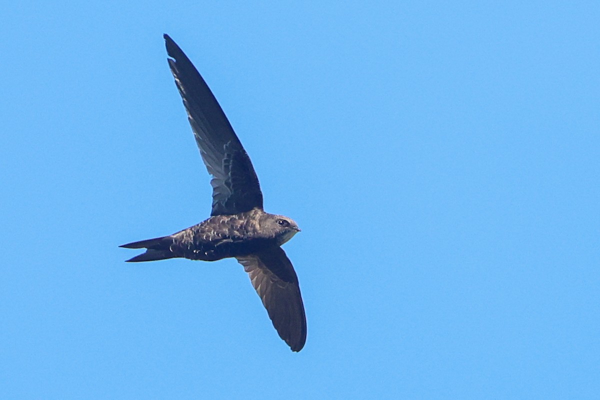 African Swift (African) - ML636100858
