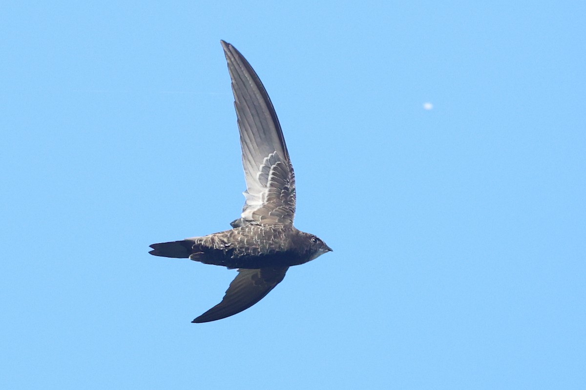 African Swift (African) - ML636100872