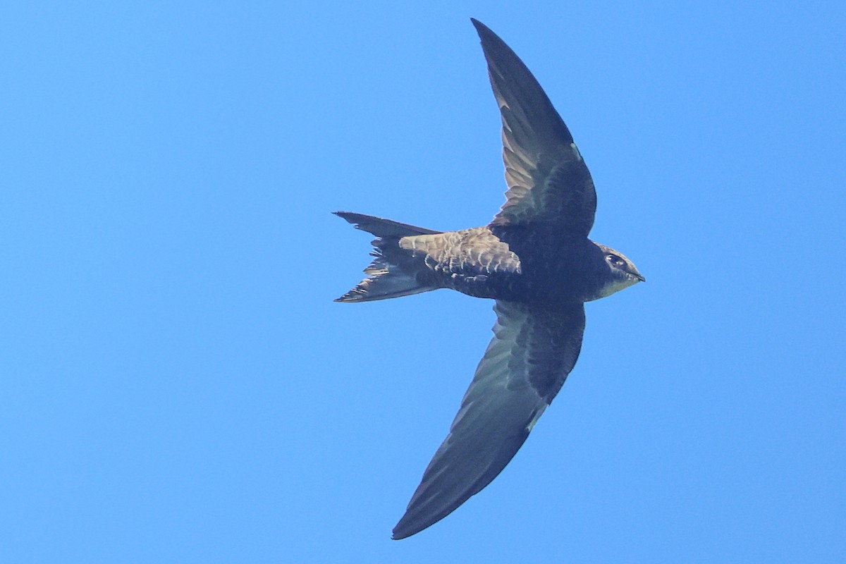 African Swift (African) - ML636100882