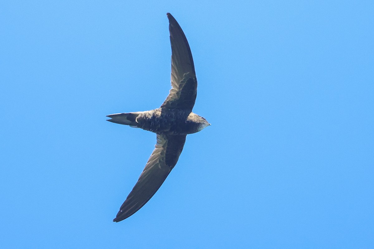 African Swift (African) - ML636100887