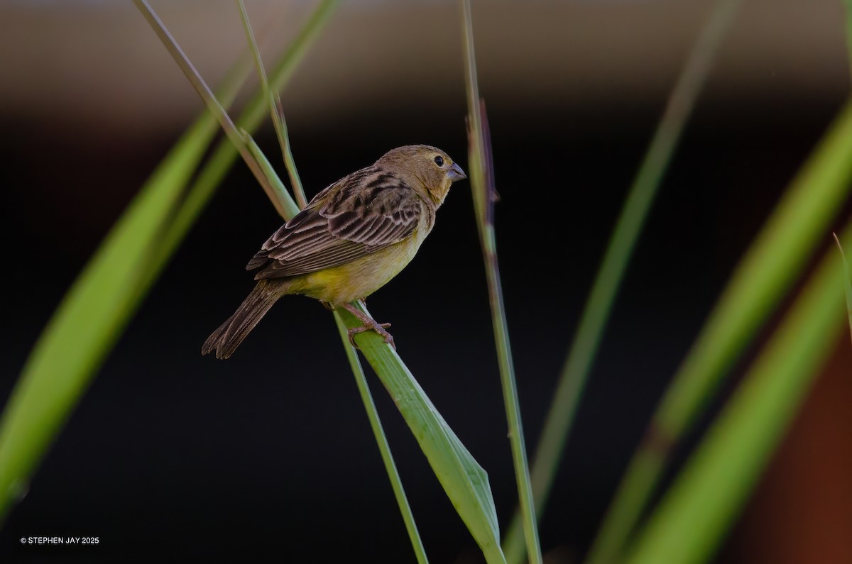 Grassland Yellow-Finch - ML636101025