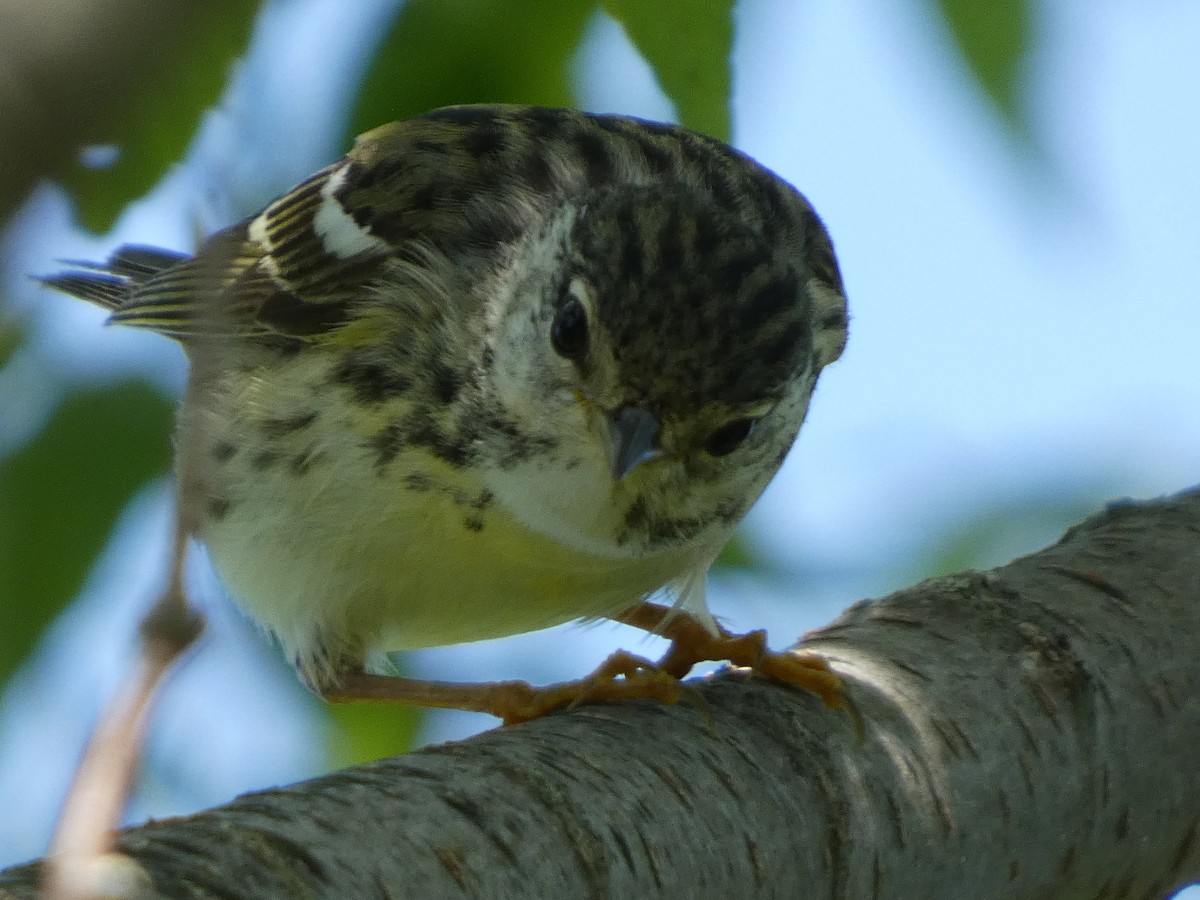 Blackpoll Warbler - ML636101110