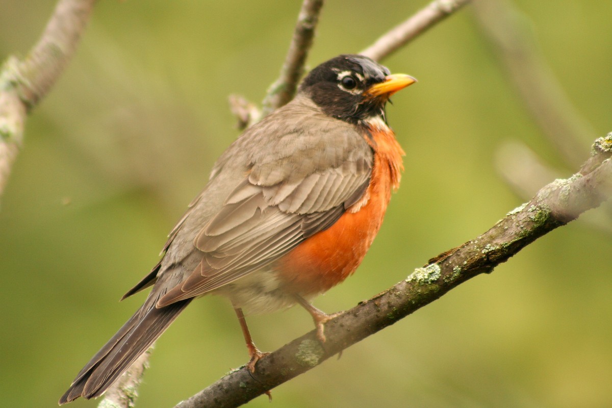 American Robin - ML636101125