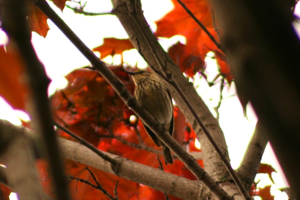Cape May Warbler - ML636101167