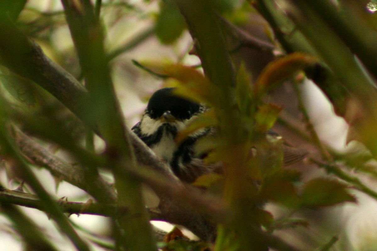Blackpoll Warbler - ML636101175