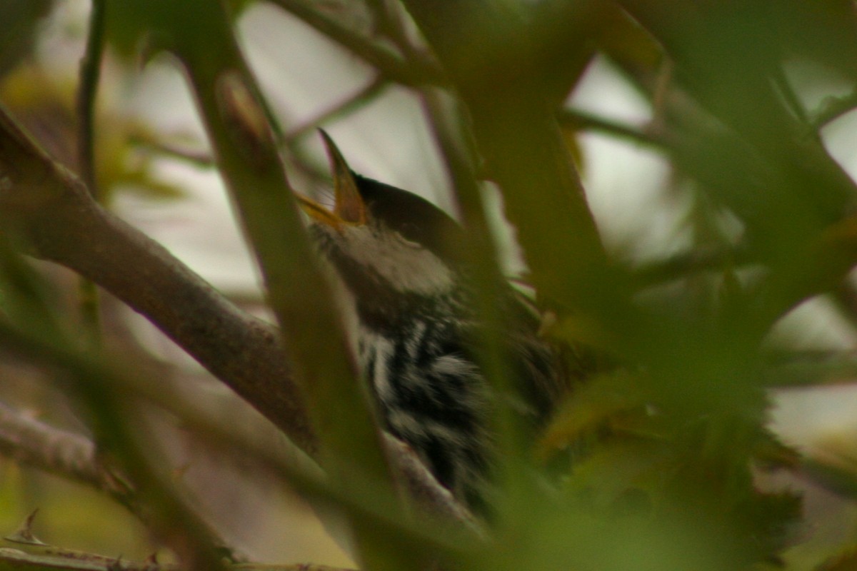 Blackpoll Warbler - ML636101183