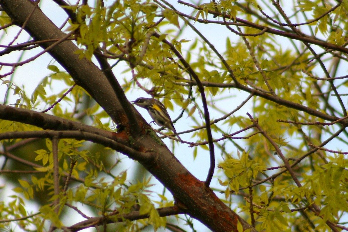 Yellow-rumped Warbler (Myrtle) - ML636101191
