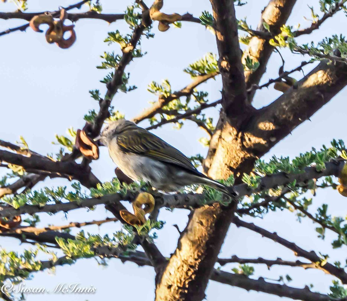 Lesser Honeyguide (Lesser) - ML636101244