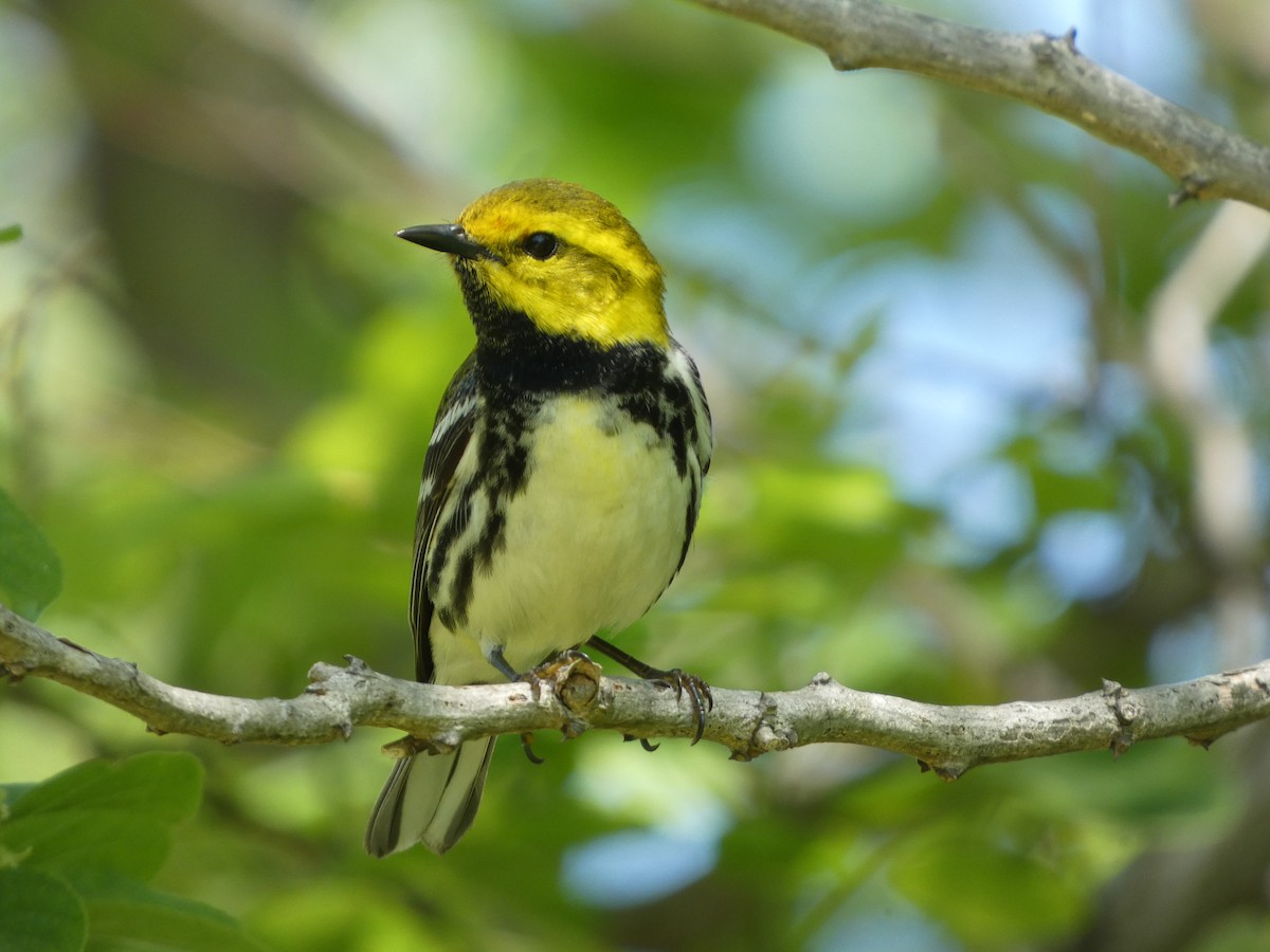 Black-throated Green Warbler - ML636101249