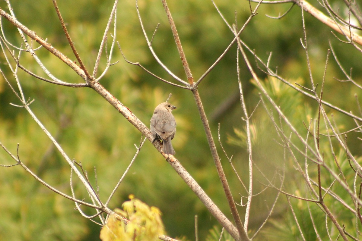 Brown-headed Cowbird - ML636101323