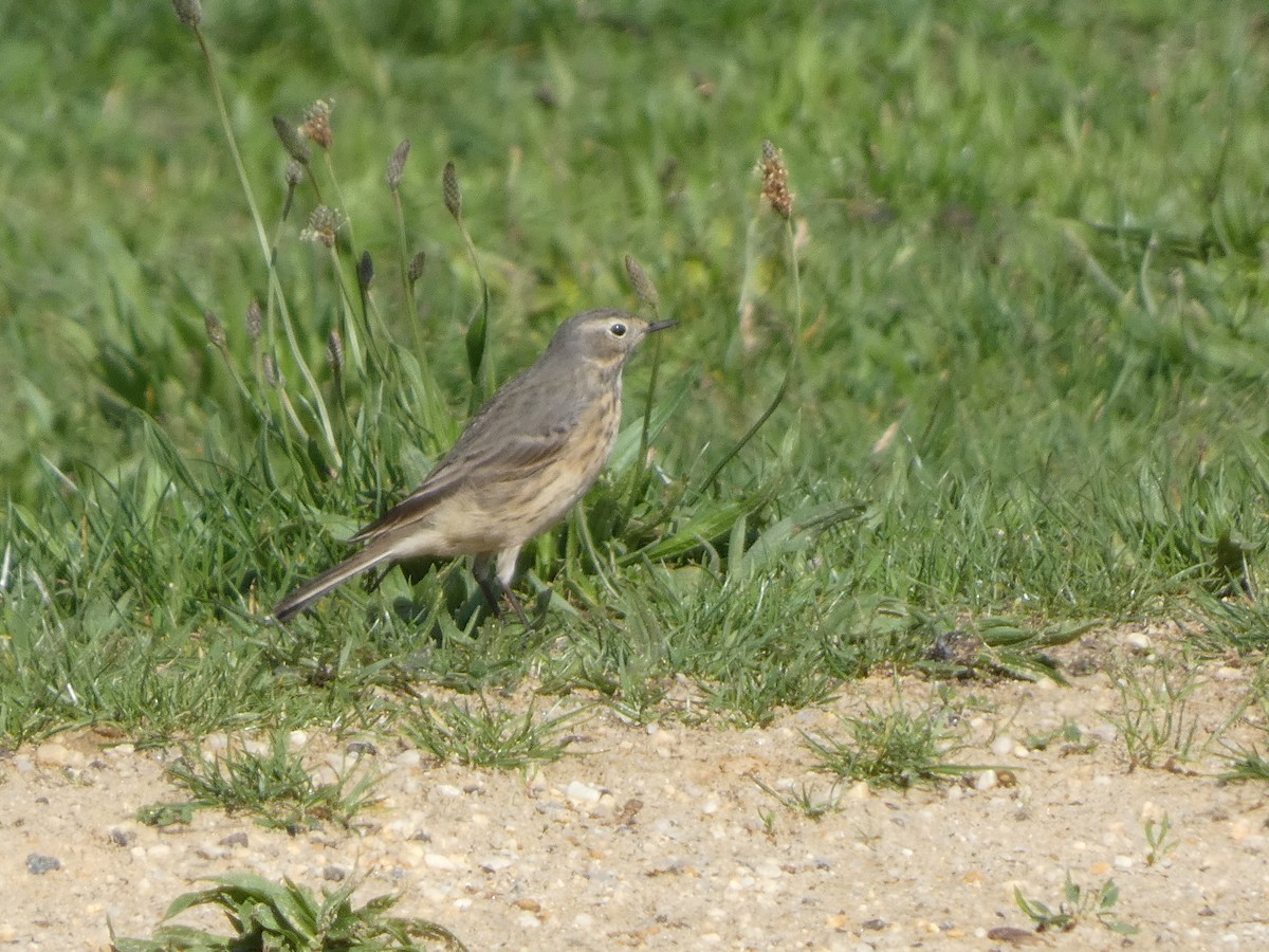 American Pipit - ML636101432