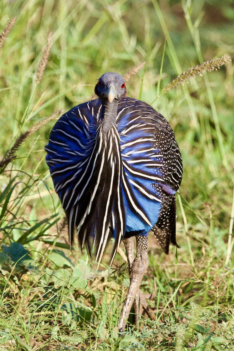 Vulturine Guineafowl - ML636101439