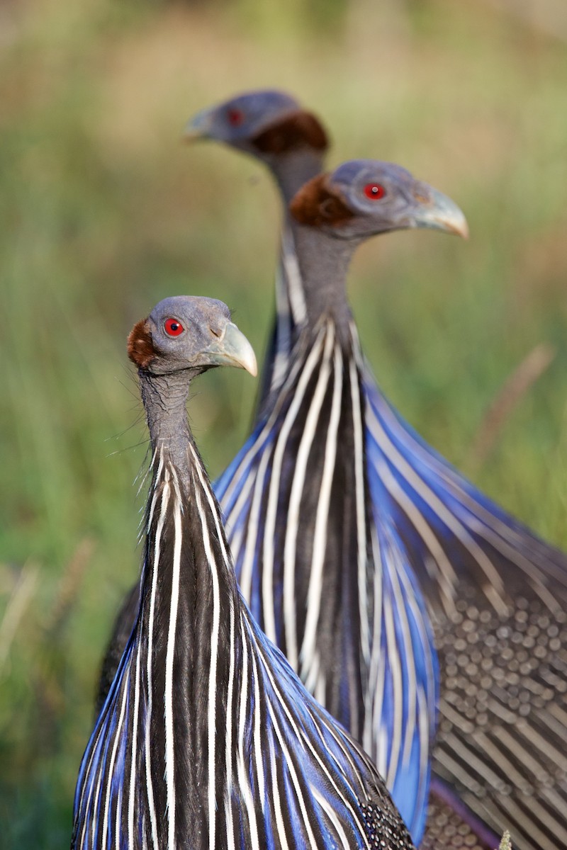 Vulturine Guineafowl - ML636101448