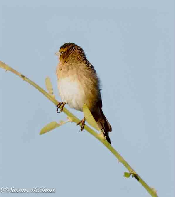 Straw-tailed Whydah - ML636101484