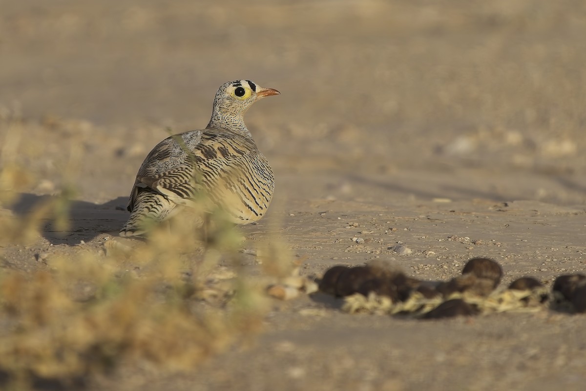 Lichtenstein's Sandgrouse - ML636101507
