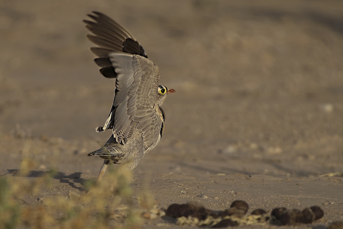 Lichtenstein's Sandgrouse - ML636101670