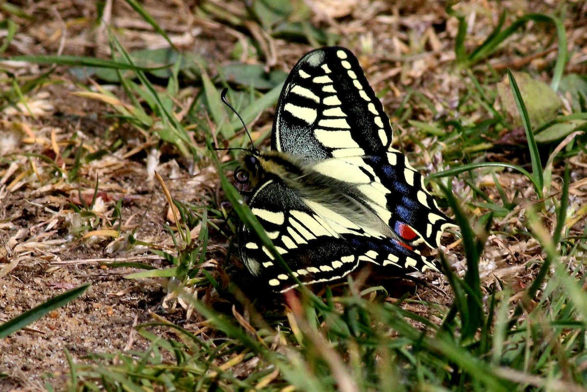 Common Swallowtails - ML636101949