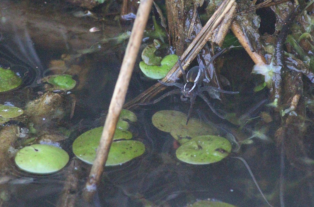 Fen raft spider - ML636101950