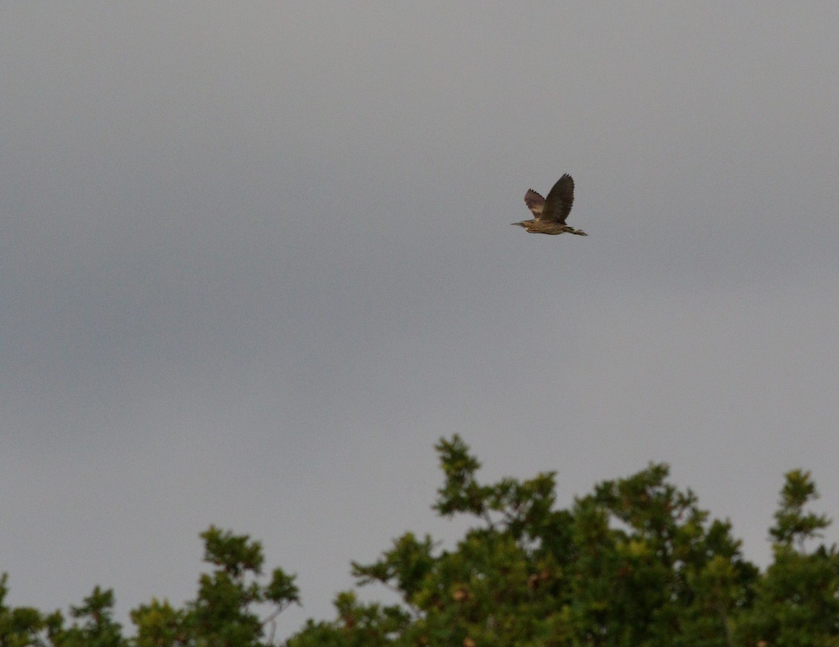 Eurasian Bittern - ML636101968