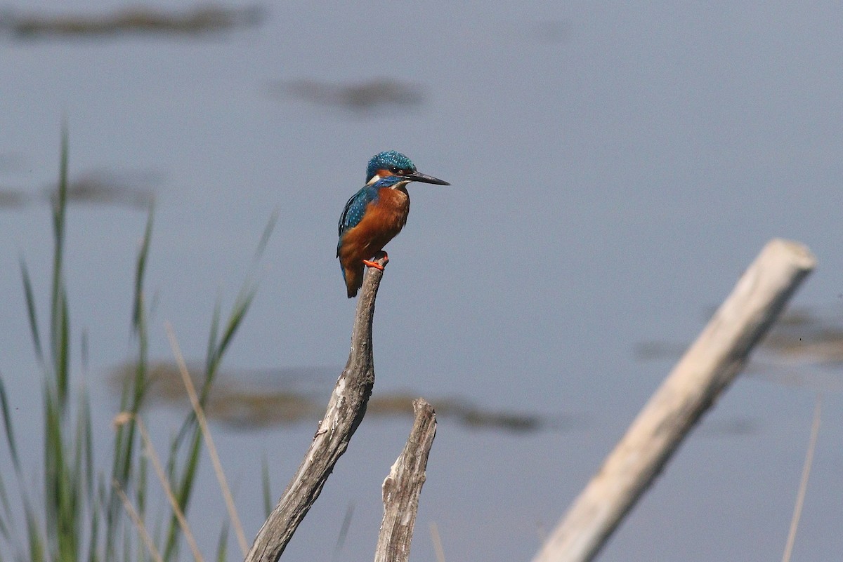 Common Kingfisher - ML636101971