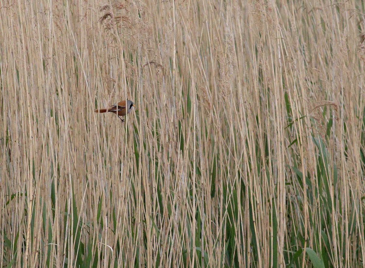 Bearded Reedling - ML636101977