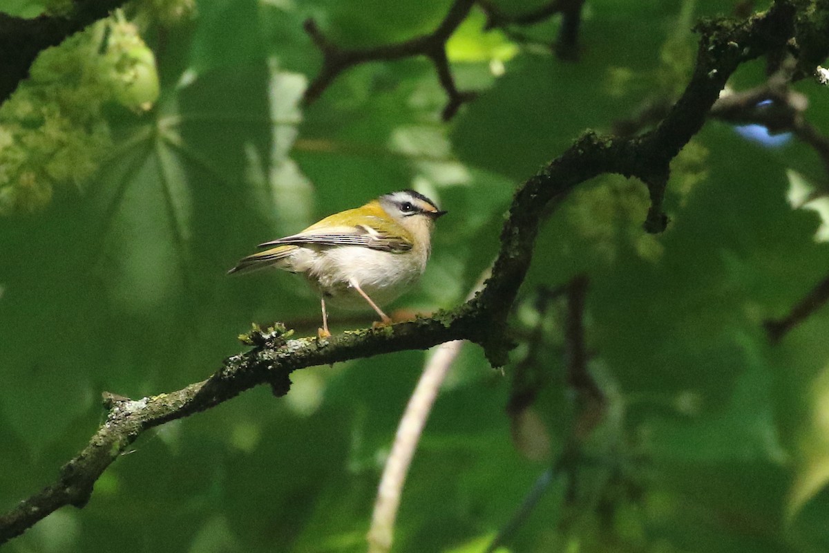 Common Firecrest - ML636101987