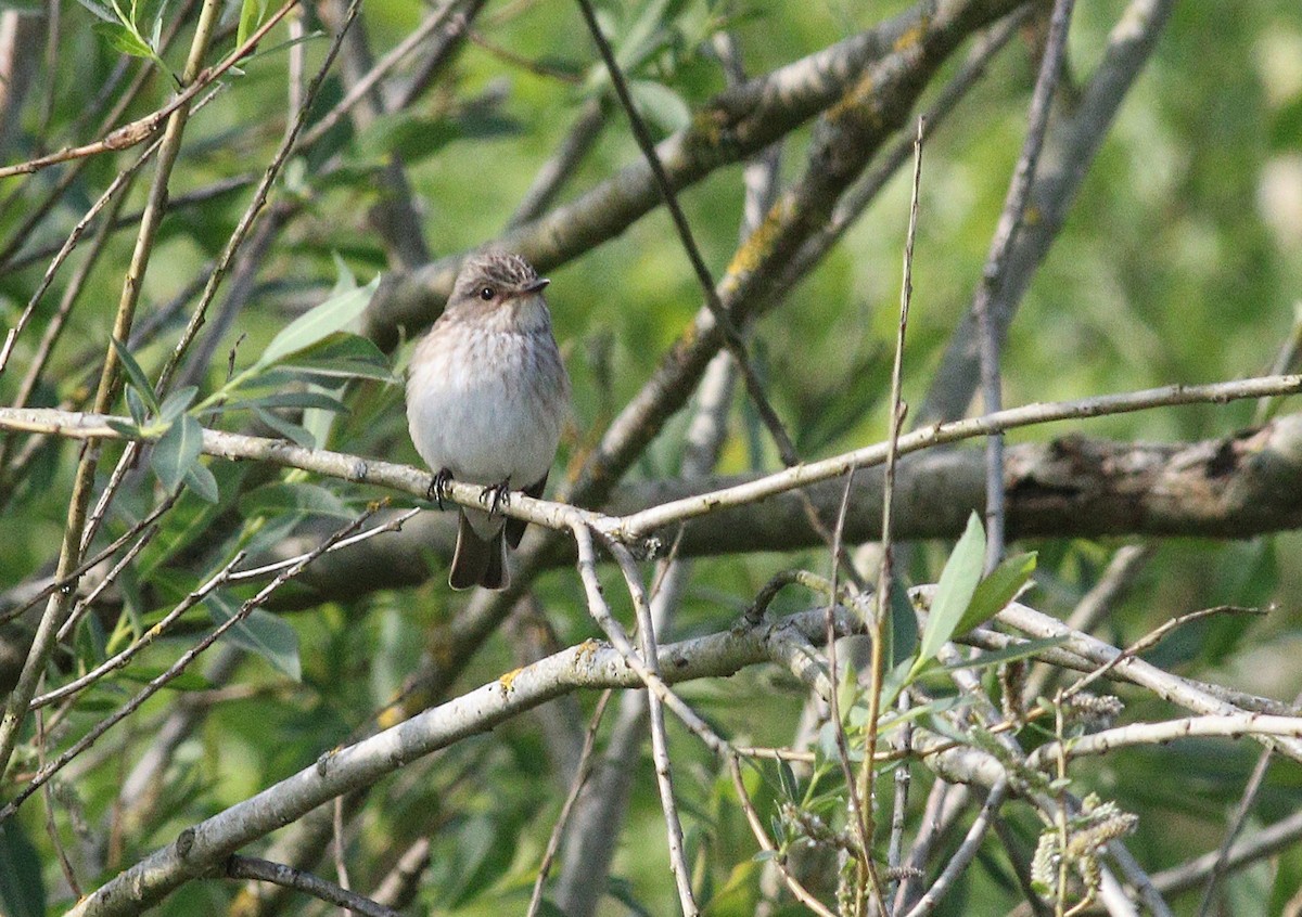 Spotted Flycatcher - ML636101990