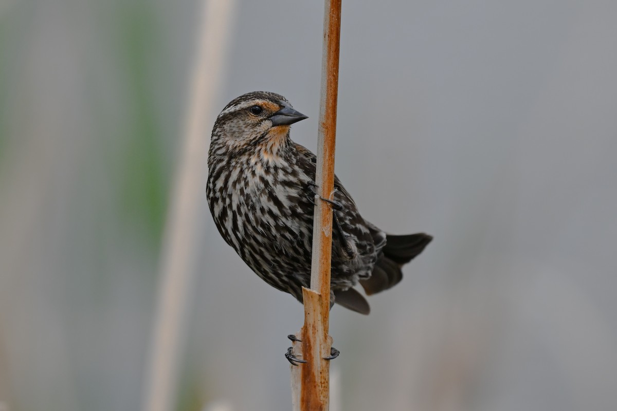 Red-winged Blackbird - ML636102113