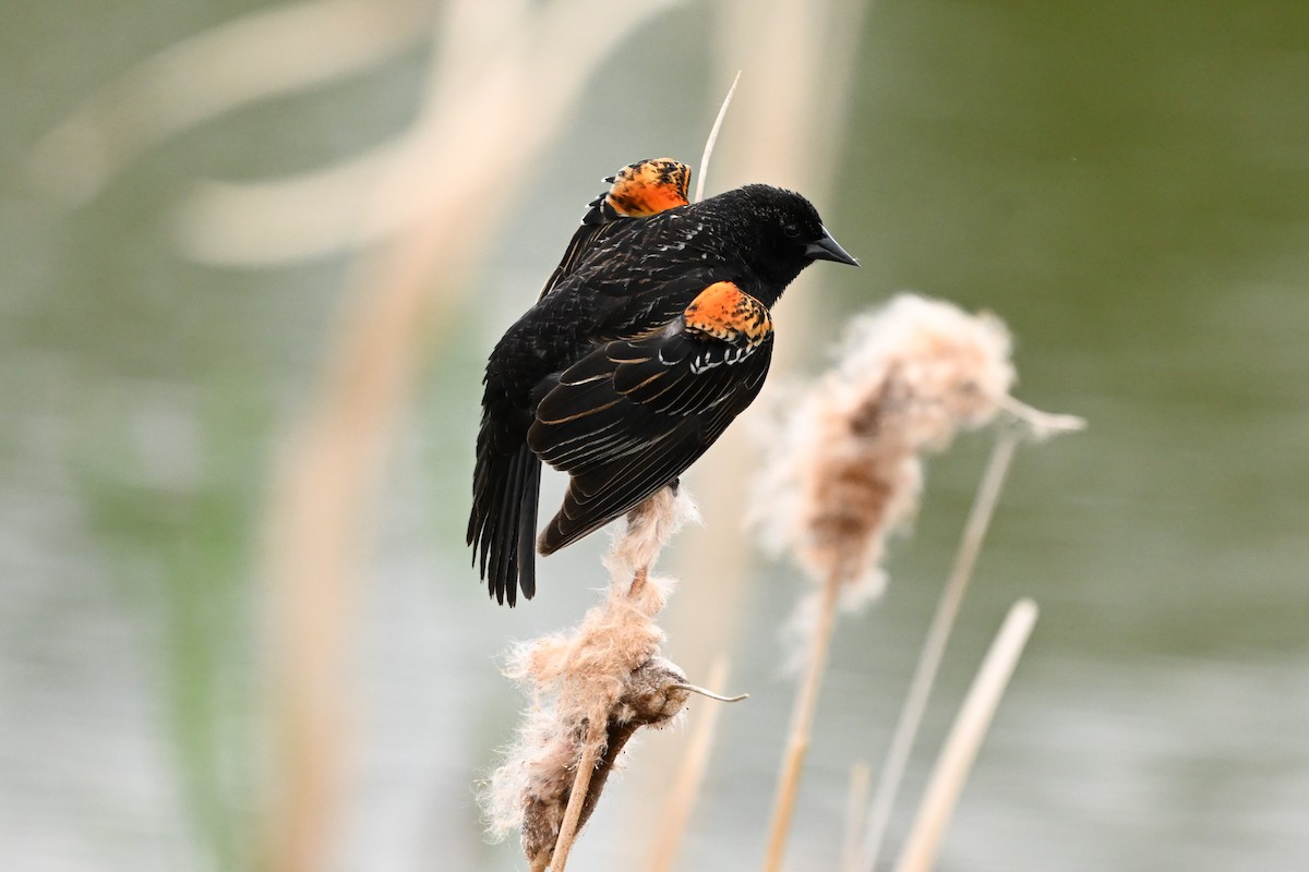 Red-winged Blackbird - ML636102114