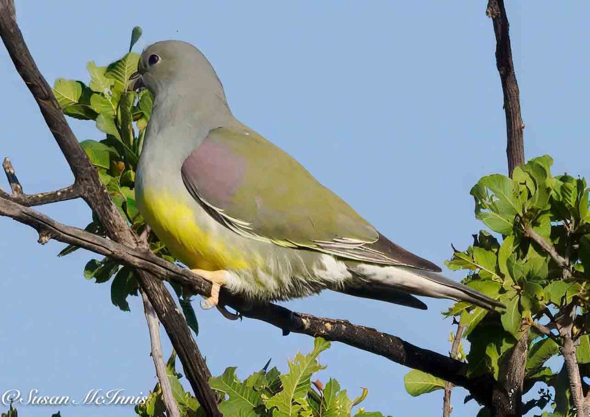 Bruce's Green-Pigeon - ML636102124