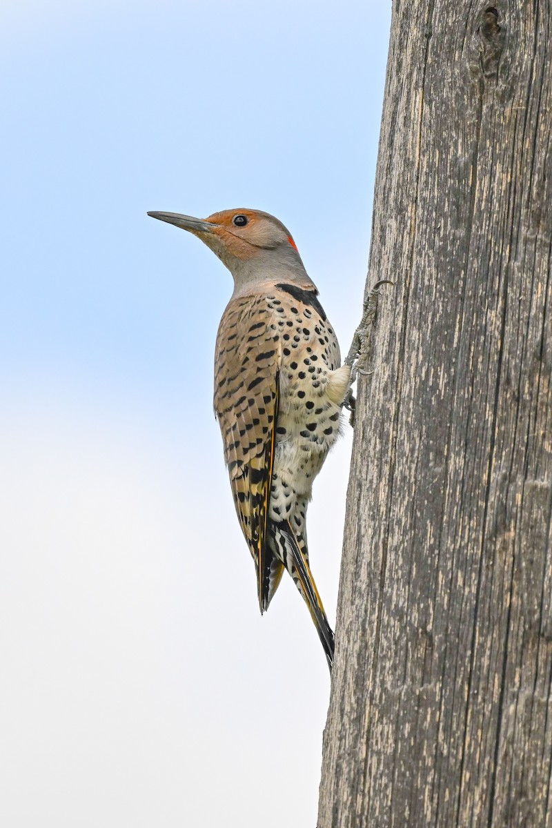 Northern Flicker - ML636102128
