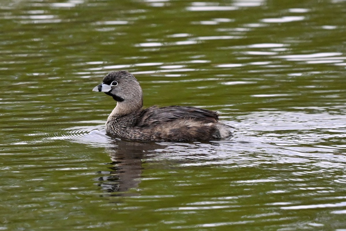 Pied-billed Grebe - ML636102131