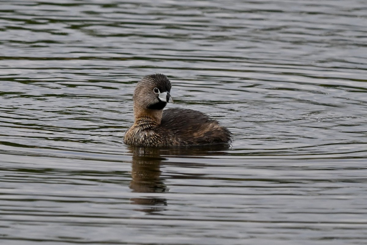 Pied-billed Grebe - ML636102132