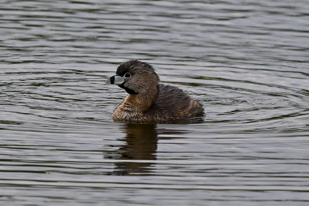 Pied-billed Grebe - ML636102133