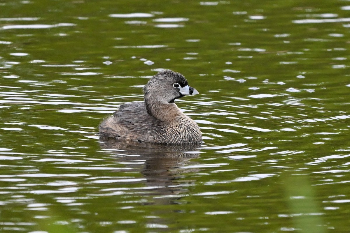 Pied-billed Grebe - ML636102134
