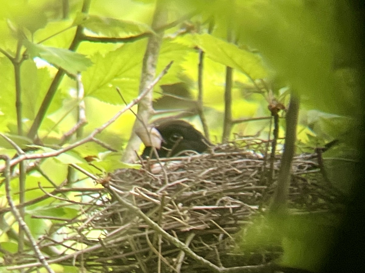 Розовогрудый толстонос - ML636102303