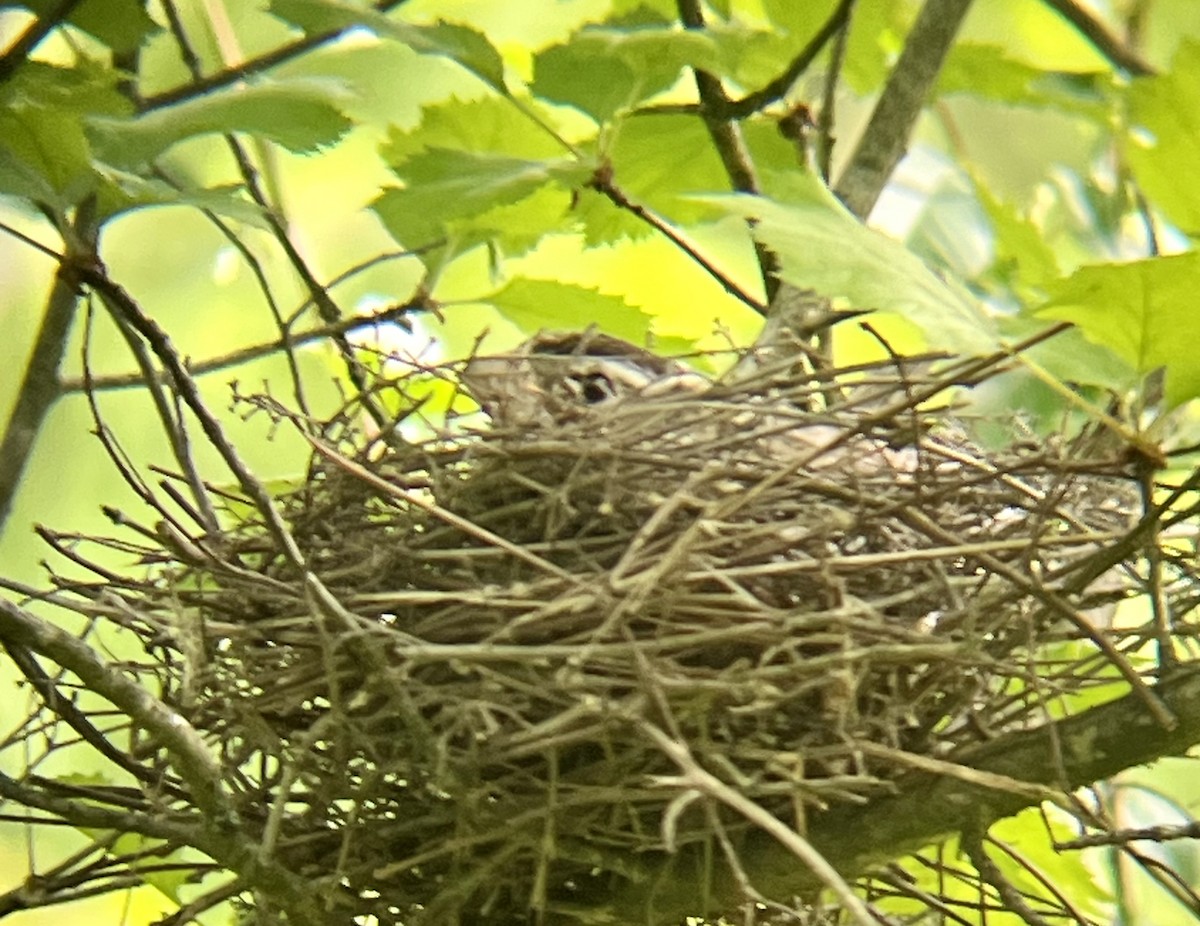 Розовогрудый толстонос - ML636102304