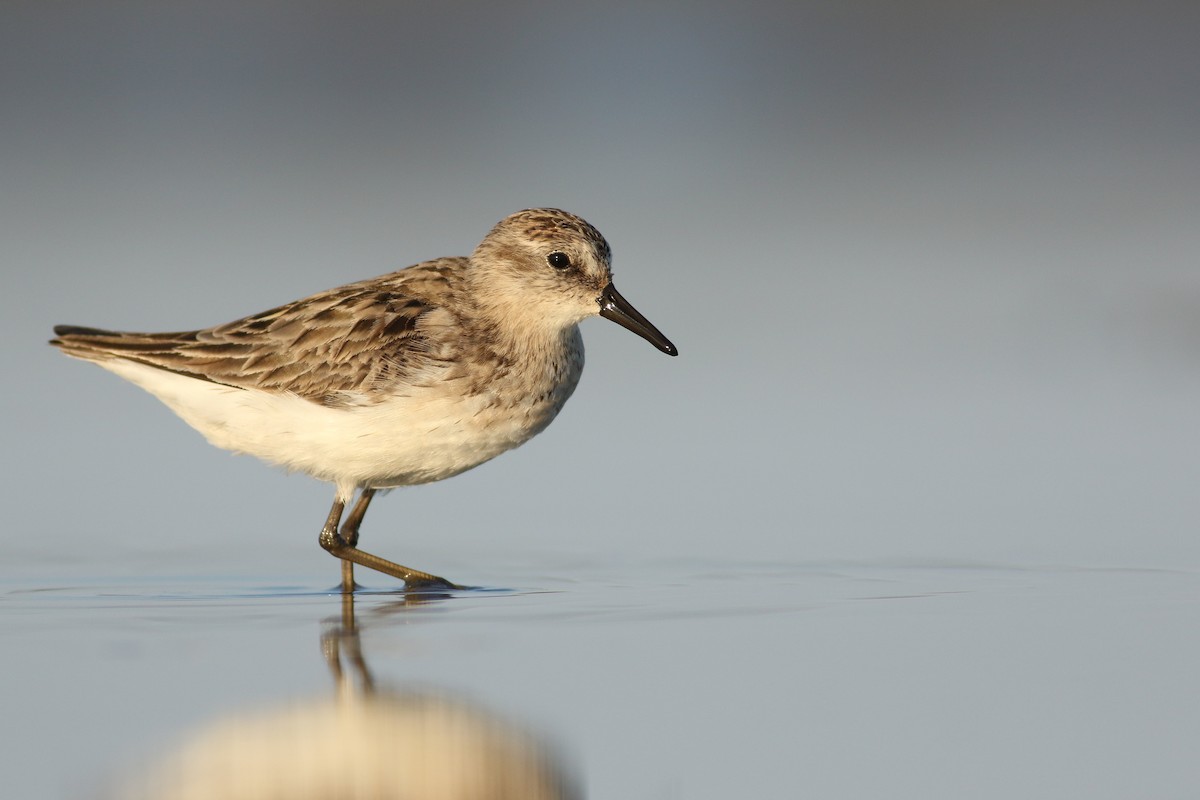 Semipalmated Sandpiper - Jonathan Eckerson