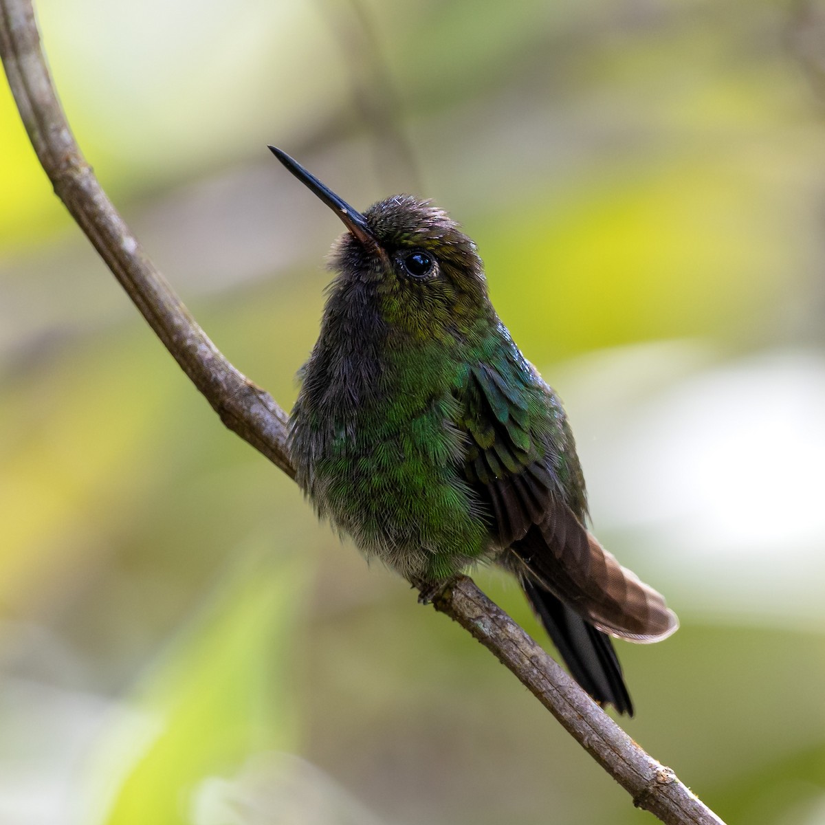 Greenish Puffleg - ML636102373